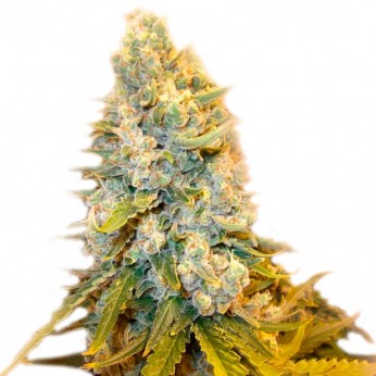 MANDARINE COOKIES (Narcotik) - Semillas de marihuana feminizadas