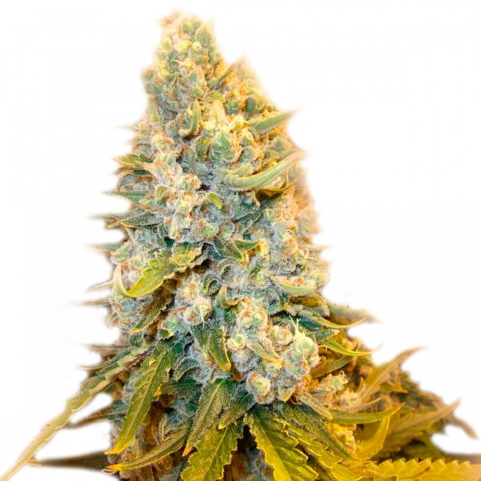 MANDARINE COOKIES (Narcotik) - Semillas de marihuana feminizadas
