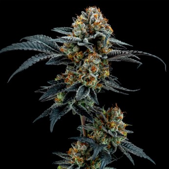 Gorilla Cookies de Elev8 Seeds