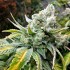 Gorilla Cookies de Elev8 Seeds, resina.