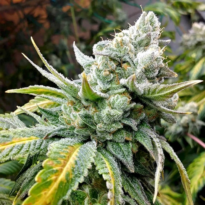 Gorilla Cookies de Elev8 Seeds, resina.