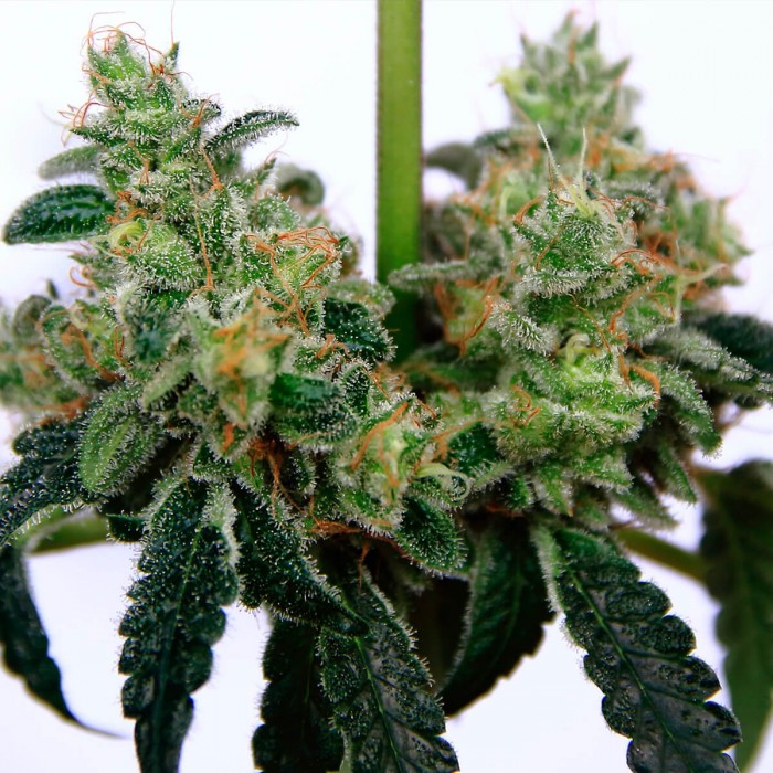 Gorilla Cookies de Elev8 Seeds, tricomas.