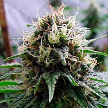 Semillas de marihuana Yummy (Resin Seeds) feminizadas.