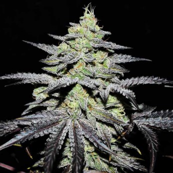 Semillas feminizadas GR-APE de Delicious Seeds, cogollo.