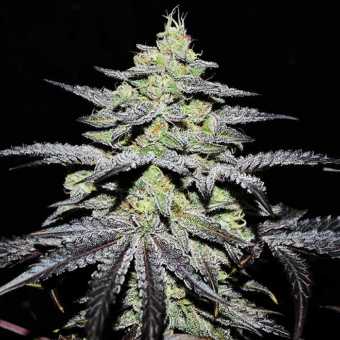 Semillas feminizadas GR-APE de Delicious Seeds, cogollo.