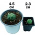 Cactus Peyote (Lophophora williamsii) Solitario
