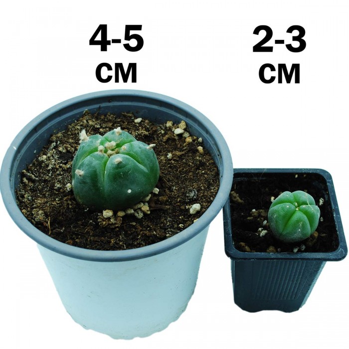 Cactus Peyote (Lophophora williamsii) Solitario