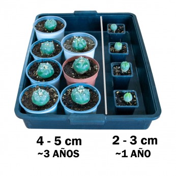 Cactus Peyote Lophophora williamsii en dos tamaños y edades