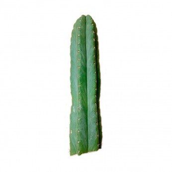 San Pedro cortado de 30-40cm.
