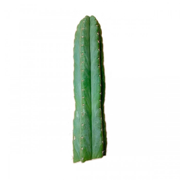 San Pedro cortado de 30-40cm.