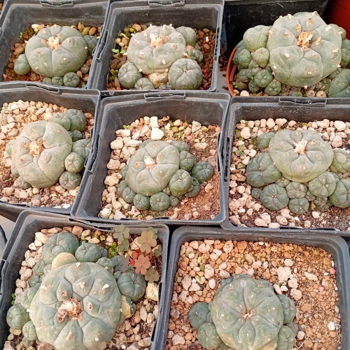Cactus Peyote Williamsii Caespitosa con varios hijos en maceta de 11cm.