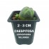Lophophora Williamsii Caespitosa con varios hijos, central de 2-3 cms de diámetro y 1 año de vida.