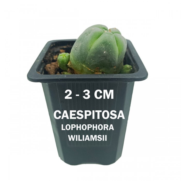 Lophophora Williamsii Caespitosa con varios hijos, central de 2-3 cms de diámetro y 1 año de vida.