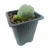 Cactus Peyote Caespitosa con varios hijos, central de 2-3 cms de diámetro y 1 año de vida.