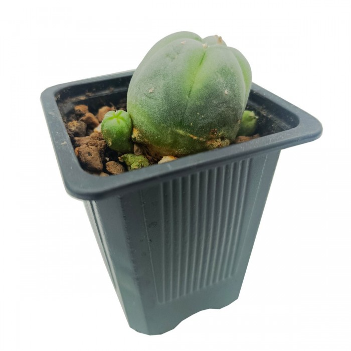 Cactus Peyote Caespitosa con varios hijos, central de 2-3 cms de diámetro y 1 año de vida.