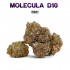 Flores 50% D10 RS11 5g.