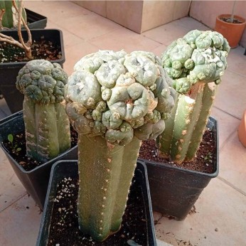 Cactus San Pedro con Peyote injertado, enraizado y con años de desarrollo.