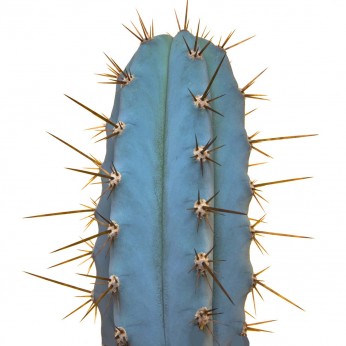Cactus San Pedro Echinopsis Peruviana  - Antorcha peruana