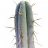 Cactus San Pedro Bridgesii - Trichocereus bridgesii
