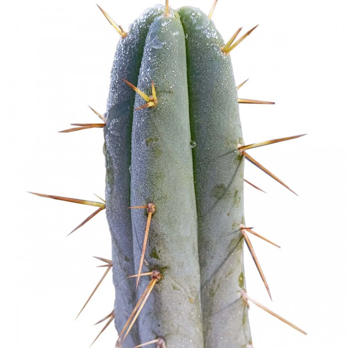 Cactus San Pedro Bridgesii - Trichocereus bridgesii