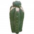 Esqueje de San Pedro Pachanoi con injerto de Peyote Caespitosa joven