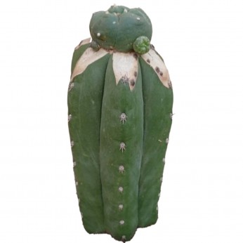 Esqueje de San Pedro Pachanoi con injerto de Peyote Caespitosa joven