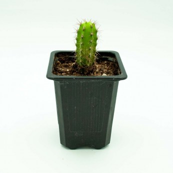 Cactus San Pedro Pequeño de 5-6 CM enraizado en maceta.