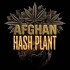 Semillas de marihuana feminizadas Auto Afghan Hash Plant.