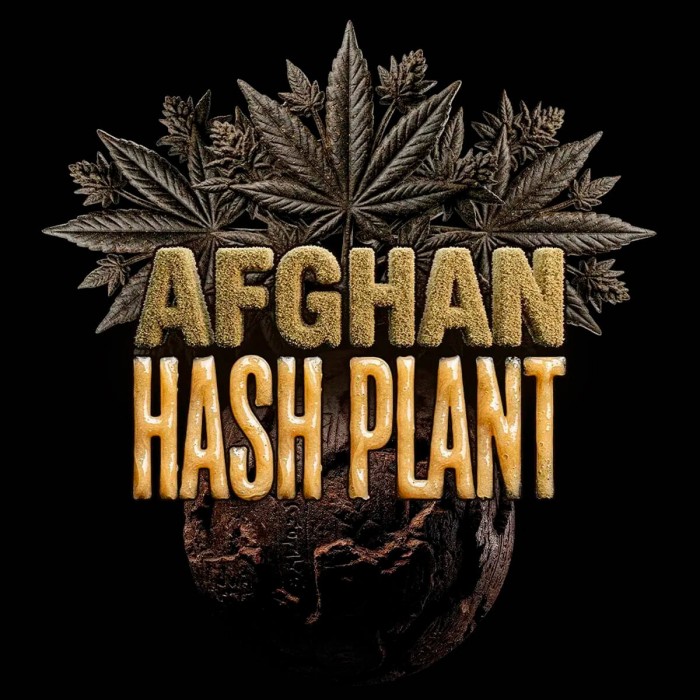 Semillas de marihuana feminizadas Auto Afghan Hash Plant.