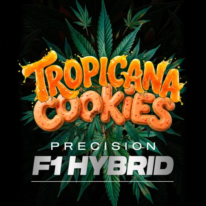 Auto Tropicana Cookies de Barney's Farm Seeds, semilla de marihuana.