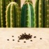 Semillas de cactus San Pedro T.Peruvianus.