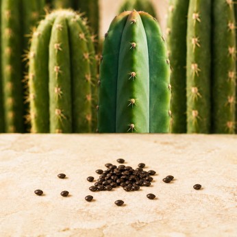 Semillas de cactus San Pedro T.Peruvianus.