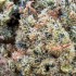 Cogollos CBD Papaya Diesel California indoor de la marca FP, resina.