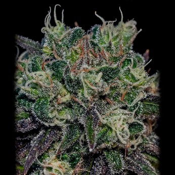 Semillas Black Widow de Positronics, resina.