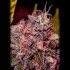 Semilla Feminizada Caramelice de Positronics seeds, cogollo morado.