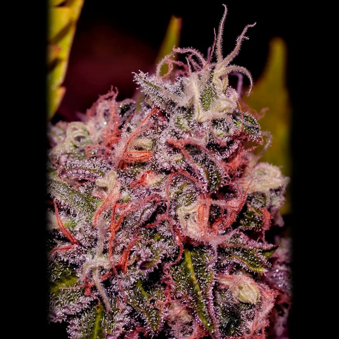 Semilla Feminizada Caramelice de Positronics seeds, cogollo morado.