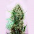 Jack Diesel de Positronics, cogollo.