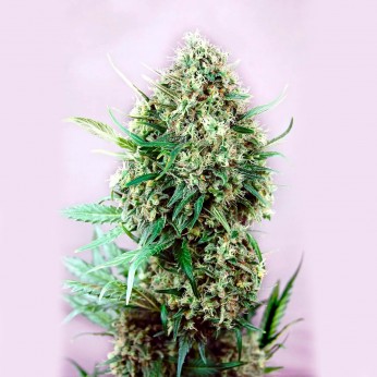 Jack Diesel de Positronics, cogollo.