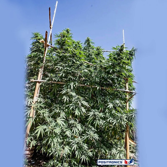 Somango #47 de exterior.