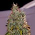 Amnesia Mistery de Positronic Seeds, cogollo.