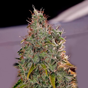 Amnesia Mistery de Positronic Seeds, cogollo.