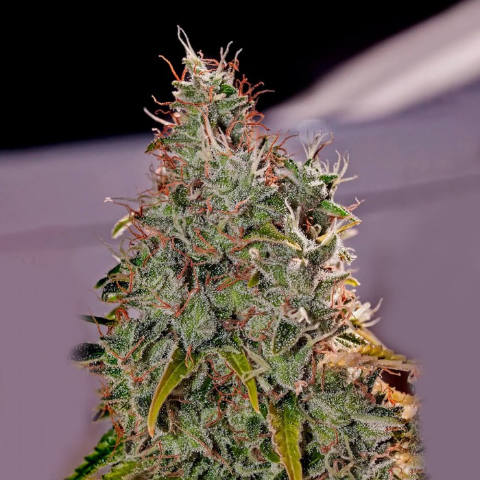 Amnesia Mistery de Positronic Seeds, cogollo.