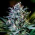 CBD+ 1:20 (Positronic Seeds)