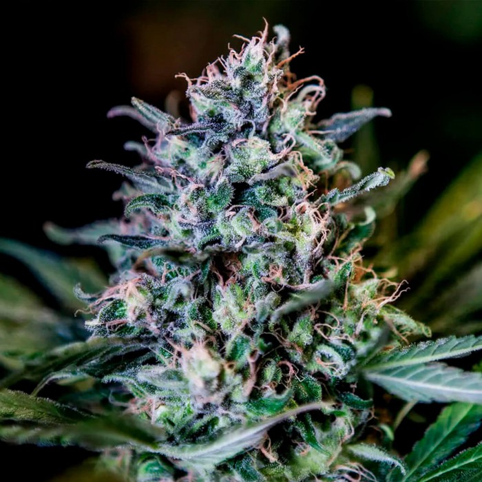 CBD+ 1:20 de Positronic Seeds, cogollo.