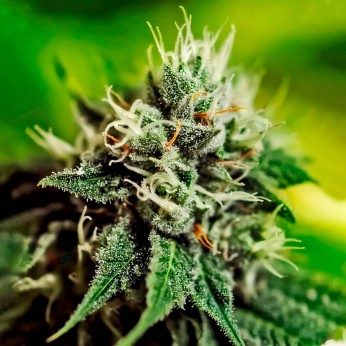 Auto Critical #47 de Positronic Seeds, cogollo.