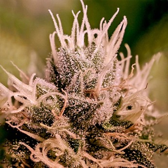 Auto Jack Diesel de Positronic Seeds, semillas.