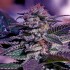 Auto Kush Express Positronic Seeds - Semillas de marihuana autoflorecientes