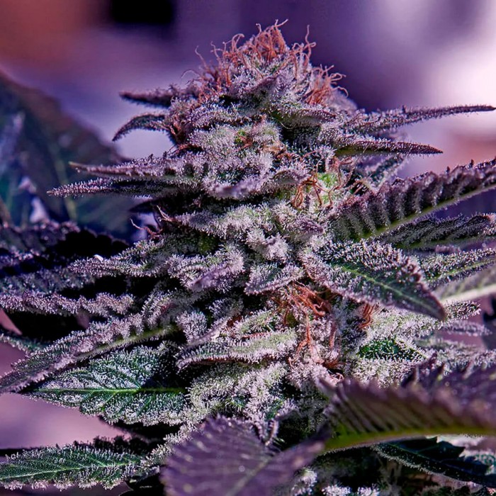 Auto Kush Express Positronic Seeds - Semillas de marihuana autoflorecientes