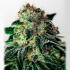 Semillas Mystic Cookie Auto de Positronic Seeds, cogollo.