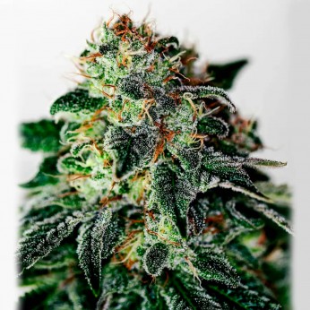 Semillas Mystic Cookie Auto de Positronic Seeds, cogollo.